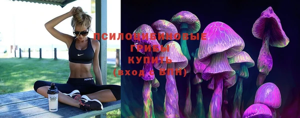 крисы Абаза